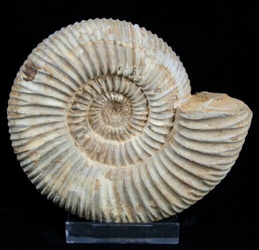 Inch Perisphinctes Ammonite - Jurassic #1947